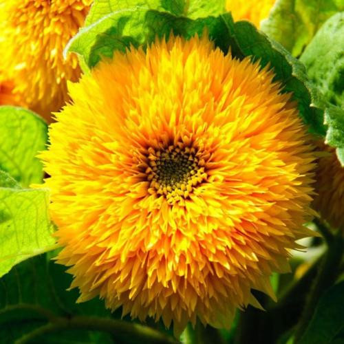 Соняшник Ведмедик Тедді, 1 г Елітсорт